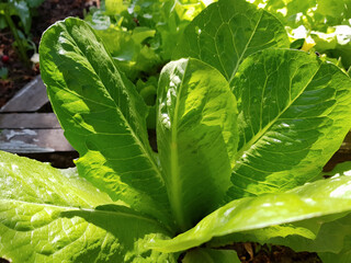 Green leaf lettuce grows in a vegetable garden. Fresh organic salad close-up. Vegetarian or vegan food