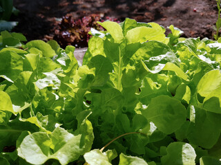 Green leaf lettuce grows in a vegetable garden. Fresh organic salad close-up. Vegetarian or vegan food