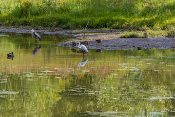 Great Egret, Great Blue Heron, And Ducks On The Pond In Fall