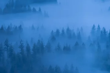 Foto op Plexiglas Mistig bos fog in the forest