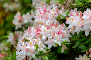 Selective focus a shrub of white pink flowers in the garden with green leaves, Rhododendron is a...