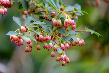 Selective focus of Enkianthus campanulatus leaves in spring with a profusion of bell-shaped, The hardiest of Enkianthus species is a medium-sized, Narrow, Upright, Deciduous shrub, Nature background