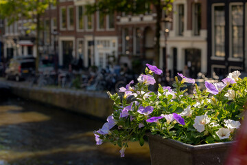 Fototapeta na wymiar Amsterdam canal bridge decorated with a bush of Petunia flowers on the railing, Beautiful ornamental flowering plants with blurred view of Prinsengracht and architecture traditional houses background.