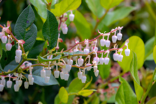 Selective focus of white pink flowers with green leaves in the garden, Gaultheria shallon is an evergreen shrub in the heather (Ericaceae) family, It is known as Salal, Shallon, Nature background.