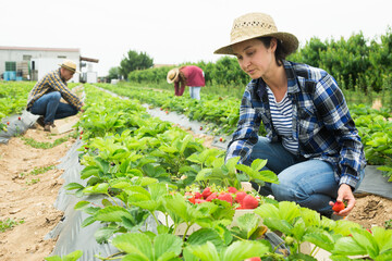 Portrait of positive young adult woman harvesting strawberry on farm field