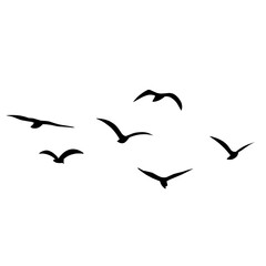Silhouette of flying birds