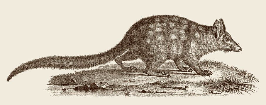 Threatened tiger quoll dasyurus maculatus walking in landscape, after antique copperplate from 19th century