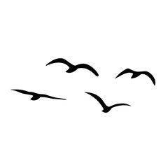 Silhouette of flying birds