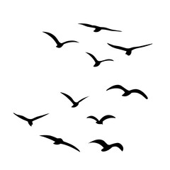 Silhouette of flying birds