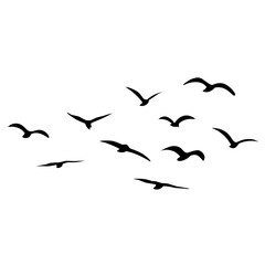 Silhouette of flying birds
