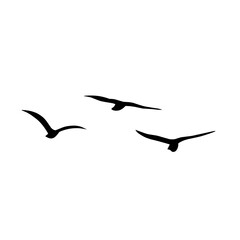 Silhouette of flying birds