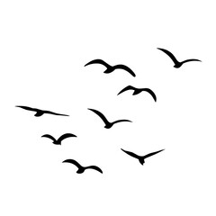 Silhouette of flying birds