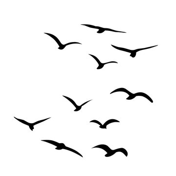 Silhouette of flying birds