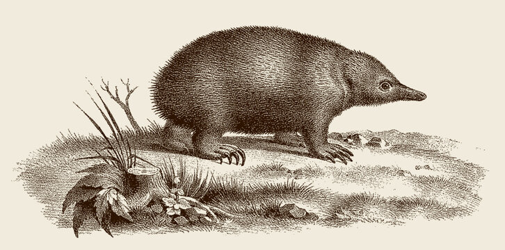 short-beaked echidna tachyglossus aculeatus, after antique copperplate from 19th century