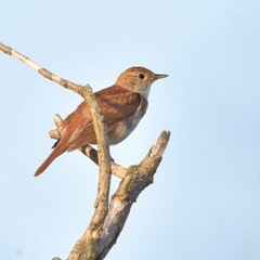 Luscinia megarhynchos standing on the branch during sunset.