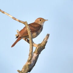 Luscinia megarhynchos standing on the branch.