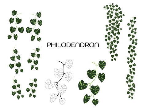 Philodendron