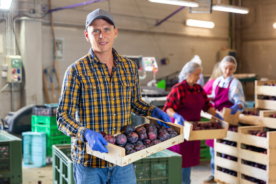 European man standing in sorting room with wooden box full of plums. Women stacking boxes in background.