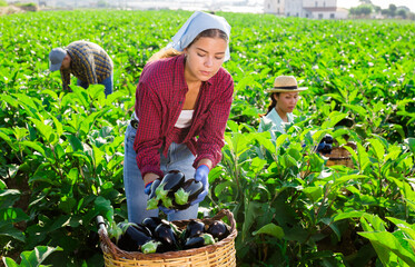 Two hardworking women and a man working on an agricultural farm collect eggplants on a plantation,...
