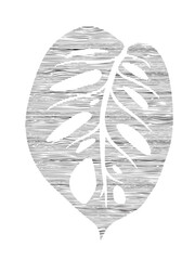  Adam's Rib Leaf simple. Monstera holed leaf in curved lines. Illustration isolated on transparent background.