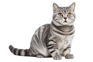 American shorthair cat isolated on transparent background. Generative AI