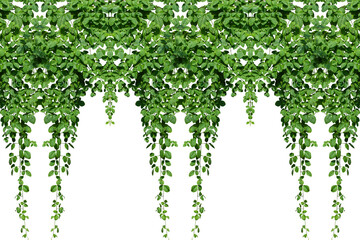 Vine plant, green leaves on white background
 - obrazy, fototapety, plakaty