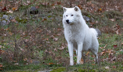 Naklejka na ściany i meble A White Wolf Stands Guard, Exuding Strength and Vigilance. Wildlife Photography. 