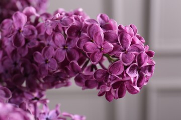 Obraz premium Beautiful blooming lilac flowers on blurred background, closeup