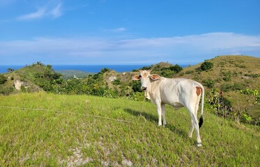 Cow on Grassy Hilltop near Siquijor's East Coast - Siquijor Island, Philippines