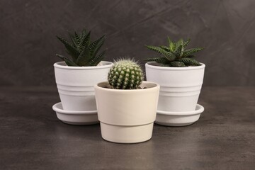 Many different succulent plants in pots on grey table