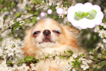 Cute Chihuahua dog dreaming about tasty treat among blossoming tree branches outdoors. Thought...