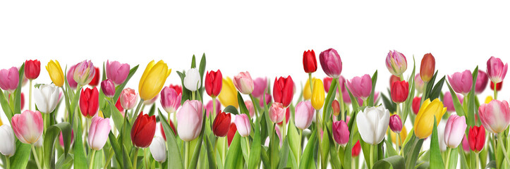 Many beautiful tulips on white background, banner design