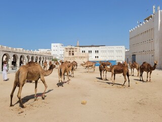 Camels in Souq Waqif - Doha, Qatar