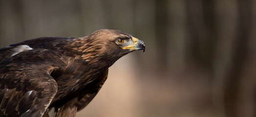 Obraz premium Golden Eagle Majestic Encounter. Golden Eagle Head Shot Captures the Intense Gaze and Sharp Beak. Wildlife Photography. 