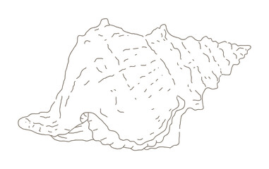 Hand-painted illustrations of 'Triton shell' as fish, shellfish and mollusks living in the sea.