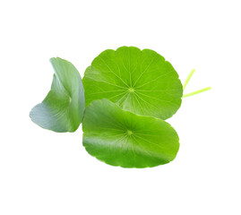 Asiatic Leaf Herb gotu kola, indian pennywort, centella asiatica, tropical herb isolated...