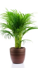 Areca Palm on white background in flower pot