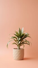 Fototapeta premium Contrast dracaena fragrans on contrast background in flower beige pot