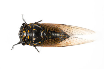 a black and gold colors  cicada on white background