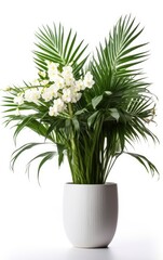 Flowers yuca palm on white background in flower white pot