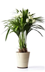 Flowers yuca palm on white background in flower white pot