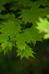 Green Japanese Maple leaves close up and soft, nature background