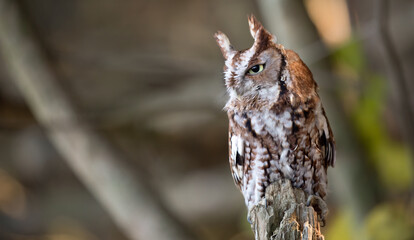 Eastern Screech Owl (Megascops asio) in Stunning Red Morph, Perched Majestically on a Branch.  Wildlife Photography.