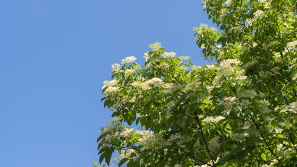 日本で咲くクマノミズキ(熊野水木)