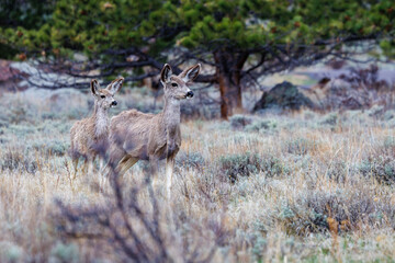 Mule deer (Odocoileus hemionus) in Rocky Mountain National Park during spring. 
