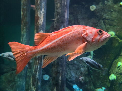 Red rockfish swimming in aquarium tank