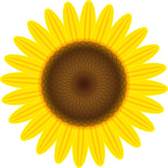 ひまわりの花　茶色