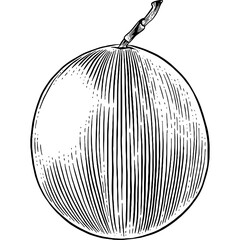 Hand drawn Passion Fruit Sketch Illustration