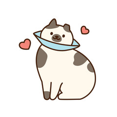 Cute cat. An injured cat is sitting with a neck collar.