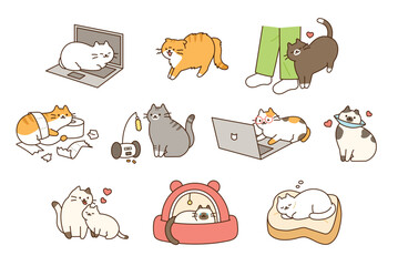 Fat cute cat lifestyle. They play pranks, have accidents, and play comfortably and happily. - obrazy, fototapety, plakaty